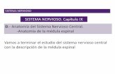 SISTEMA NERVIOSO. Capítulo IX · PDF file SISTEMA NERVIOSO E.- Anatomía del Sistema Nervioso Periférico Recuerda que las conexiones fuera del sistema nerviosos central no se llaman