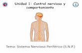 Tema: Sistema Nervioso Periférico (S.N.P.) · PDF file Sistema Nervioso Periférico (S.N.P.) • El SNP está formado por ganglios o grupos de somas neuronales, y por nervios, ubicados