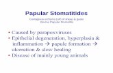 Papular StomatitidesPapular Gingivitis-stomatitis-pharyngitis complexpharyngitis complex Lymphoplasmacytic stomatitis CC o c u ce at ve de at t s o de dogs shronic ulcerative dermatitis
