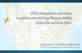 EPA Collaborations with tribes to address Harmful ... EPA Collaborations with tribes to addressHarmful Algal Blooms (HABs) in the Klamath River Basin Susan Keydel, U.S. EPA Region