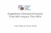 Sugarbeet Diseases/Insects That Will Impact The RRV Sugarbeet Diseases/Insects That Will Impact The RRV Your Way to Grow 2012 1 Agenda • Diseases – Rhizoctonia – Aphanomyces