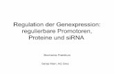 Regulation der Genexpression: regulierbare Promotoren ... · PDF fileRegulation der Genexpression: regulierbare Promotoren, Proteine und siRNA Serap Klein, AG Grez Biochemie Praktikum
