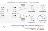 Assimilação de O2 pela Rubisco = Fotorrespiração · PDF file•Reações ocorrem em 3 organelas: ... Dois tipos celulares diferentes participam •células mesofílicas •células