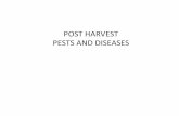 POST HARVEST PESTS AND DISEASES · PDF file distribution to be carefully planned. The effect of ethylene on post-harvest fresh produce • it can be used commercially for the artificial