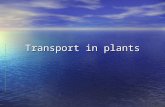 Transport in plants. Transport mechanisms –Passive transport –Active transport Osmotic active transport Osmotic active transport Non osmotic active transport