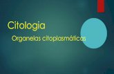 Citologia - · PDF file Citologia Organelas citoplasmáticas. Organelas citoplasmáticas. Retículo endoplasmático e complexo golgiense. Golgiossomo. Outras funções do Golgiossomo:-Formação