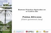 Presentation Palma Africana
