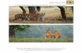DUNS # 86-215-3442 A TIGER PAWS WILDLIFE TOUR OF · PDF file After breakfast drive to Ranthambore National Park (160kms, 3 hrs). Ranthambore: Ranthambore is one of the finest tiger
