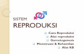 REPRODUKSI -   · PDF fileSISTEM REPRODUKSI Cara Reproduksi Alat reproduksi Gametogenesis Menstruasi & Kehamilan Alat KB