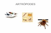 Artropodes E.M