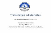 Transcription in Eukaryotic Cells