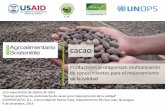 Cacao | Productores protagonizan multiplicación de conocimientos para mejorar la calidad