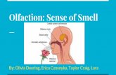 Badger Anatomy & Physiology - Olfaction: Sense of Smellbad · PDF file Anatomy of the Olfactory System:-Big components are: Olfactory receptors Olfactory bulbs Olfactory Receptors: