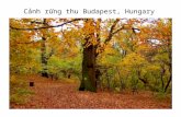 Cảnh rừng thu Budapest, Hungary