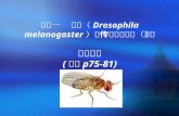 实验一  果蝇（ Drosophila melanogaster ） 遗传学系列实验（二） 果蝇杂交 (教材 p75-81)