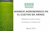 Manejo Agronómico en Cultivo de Arroz, Hacienda El Potrero, Perú