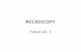 MICROSCOPY Tutorial 1. Types of Microscopy Light Fluorescence Confocal Electron –Transmission Electron Microscopy (TEM) –Scanning Electron Microscopy