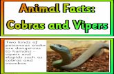 Cobras and Vipers